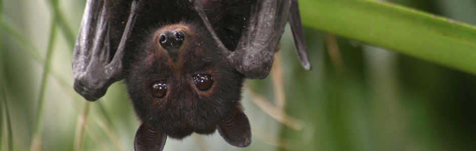 Bats In Australian Dietetic Association